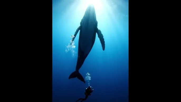 英伦对决 - 深蓝星球：探索海洋深处的未知世界
